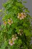 <em>Tropaeolum hookerianum subsp austropurpureum hybrid</em>